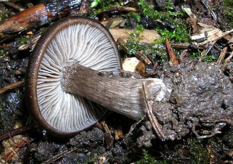 Oltingue  ( FRA )    24. Aprile 2005